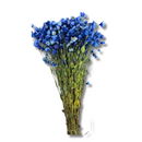 Buquê Flores Rodante Flor De Margarida Azul Desidratada