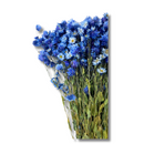 Buquê Flores Rodante Flor De Margarida Azul Desidratada