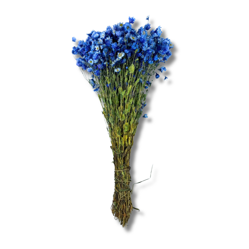 Buquê Flores Rodante Flor De Margarida Azul Desidratada