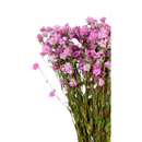 Buquê Flores Rodante Flor De Margarida Desidratada