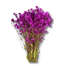 Buquê Flores Rodante Flor De Margarida Pink Desidratada