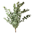 Buque De Eucalipto Desidratado Natural - Seco 20Cm