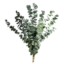 Buque De Eucalipto Desidratado Natural - Seco 20Cm