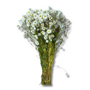 Buquê Flores Rodante Flor De Margarida Desidratada