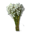 Buquê Flores Rodante Flor De Margarida Desidratada