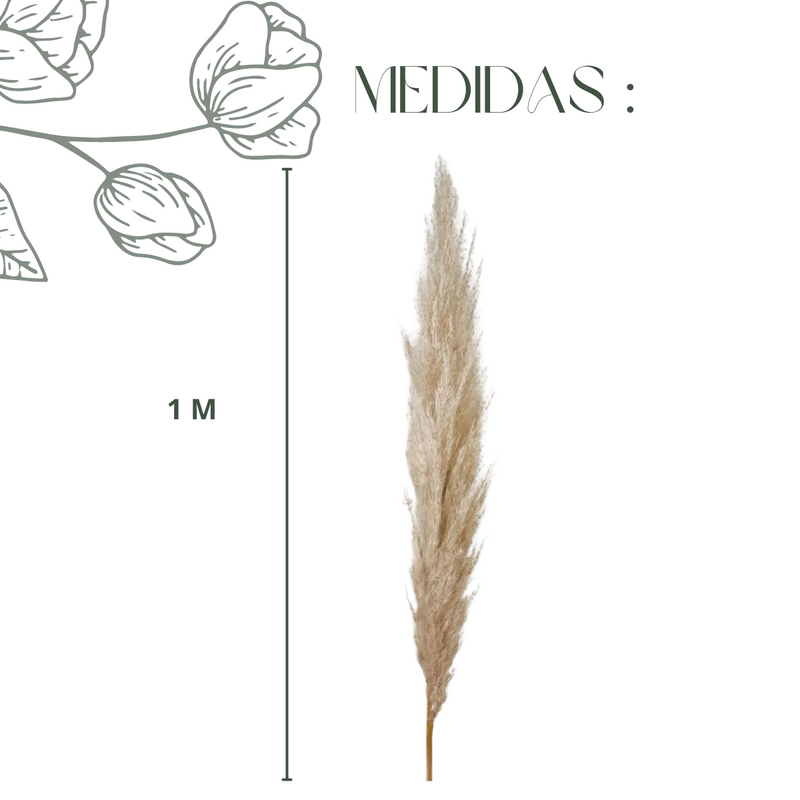 5 Haste de Capim dos Pampas Pluma Grass Boho