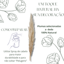 5 Haste de Capim dos Pampas Pluma Grass Boho