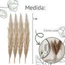 4 Haste de Capim dos Pampas Pluma Grass Boho