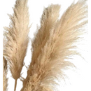 4 Haste de Capim dos Pampas Pluma Grass Boho