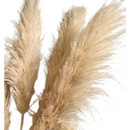5 Haste de Capim dos Pampas Pluma Grass Boho