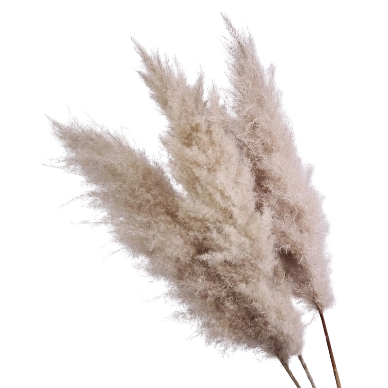 5 Haste de Capim dos Pampas Pluma Grass Boho