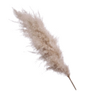 4 Haste de Capim dos Pampas Pluma Grass Boho