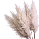 5 Haste de Capim dos Pampas Pluma Grass Boho