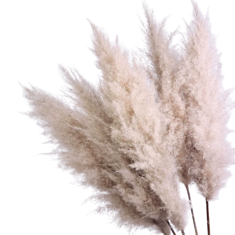 5 Haste de Capim dos Pampas Pluma Grass Boho