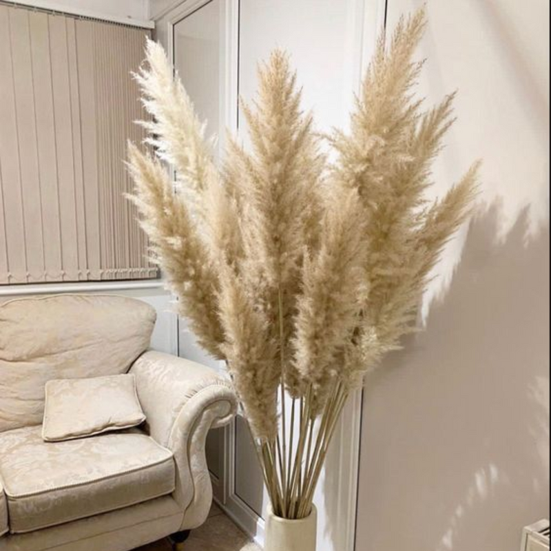 5 Haste de Capim dos Pampas Pluma Grass Boho