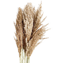 5 Haste de Capim dos Pampas Pluma Grass Boho