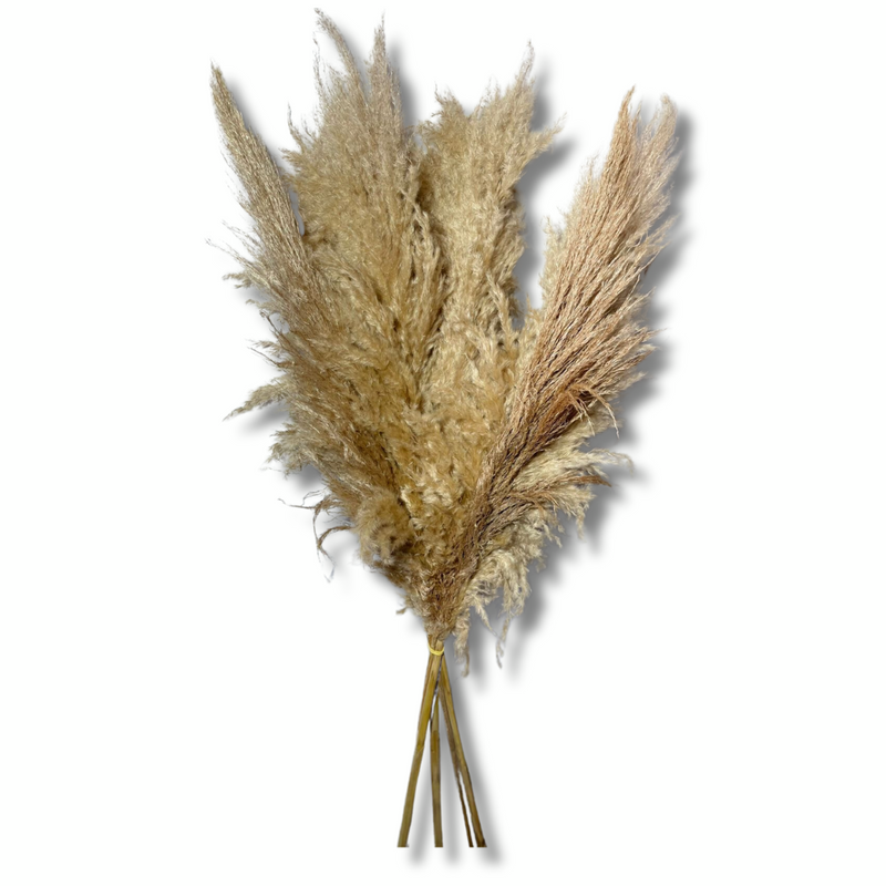 5 Haste de Capim dos Pampas Pluma Grass Boho