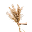 8 Haste de Capim dos Pampas Pluma Grass Boho