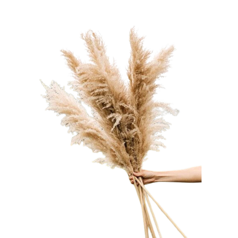 8 Haste de Capim dos Pampas Pluma Grass Boho