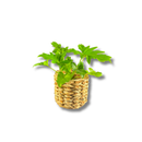 Cesto De Palha Taboa Artesanal Natural Organizador Cachepot