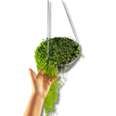 1 Planta Colar De Pérola Verde Rosário Natural cuia 13