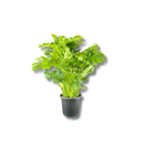 Costela De Adão Gigante Monstera Deliciosa Pote30 Ornamental