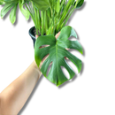 Costela De Adão Gigante Monstera Deliciosa Pote30 Ornamental