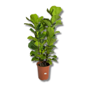 Planta Ficus Lyrata Pote 24 3 Tronco 1 metro - Verdadeira