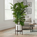 Planta Ficus Lyrata Pote 24 3 Tronco 1 metro - Verdadeira