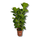 Planta Ficus Lyrata Pote 24 3 Tronco 1 metro - Verdadeira