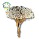 Buque Flor De Sempre Vivas 1500 Flores