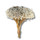 Buque Flor De Sempre Vivas 1500 Flores