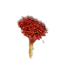 Buque Flor De Sempre Vivas 1500 Flores