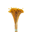 Buque Flor De Sempre Vivas 1500 Flores