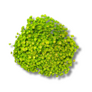 Buque Flor De Sempre Vivas 1500 Flores