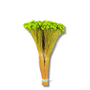 Buque Flor De Sempre Vivas 1500 Flores