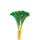 Buque Flor De Sempre Vivas 1500 Flores