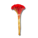 Buque Flor De Sempre Vivas 1500 Flores