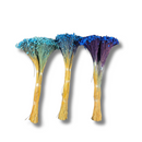 Buque Flor De Sempre Vivas 1500 Flores