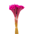 Buque Flor De Sempre Vivas 1500 Flores