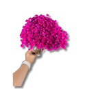 Buque Flor De Sempre Vivas 1500 Flores