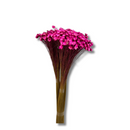 Buque Flor De Sempre Vivas 1500 Flores