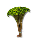 Buque Flor De Sempre Vivas 1500 Flores