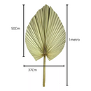 1 Folha De Palmeira Latania Leque Pena Desidratada Seca