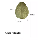 Kit 3 Folha De Palmeira Latania Leque Redonda Desidratada Seca