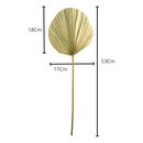 Kit 3 Mini Folha De Palmeira Latania Leque Redonda Desidratada Seca