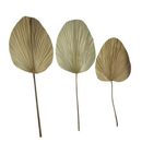 Kit 3 Folha De Palmeira Latania Leque Redonda Desidratada Seca