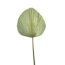 Kit 3 Folha De Palmeira Latania Leque Redonda Desidratada Seca