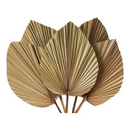 1 Folha De Palmeira Latania Leque Redonda Desidratada Seca