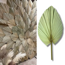 1 Folha De Palmeira Latania Leque Redonda Desidratada Seca